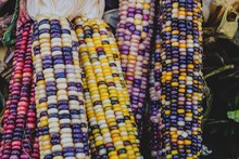 Multicolored Indian Corn