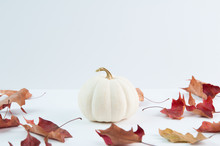 Red Leaves And White Pumpkins For Fall