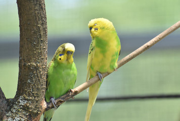 Pair of Yellow and Green Budgies Sitting on a Tree Limb