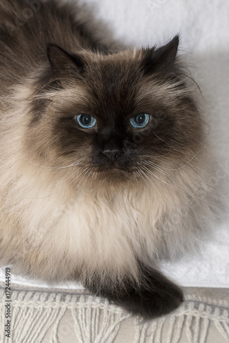 A Blue Eyed Long Haired Cat With White Long Fluffy Mustache And
