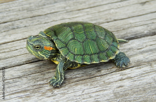 small green tortoise