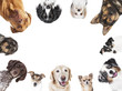 canvas print picture - verschiedene Hundeköpfe Kreis Anordnung