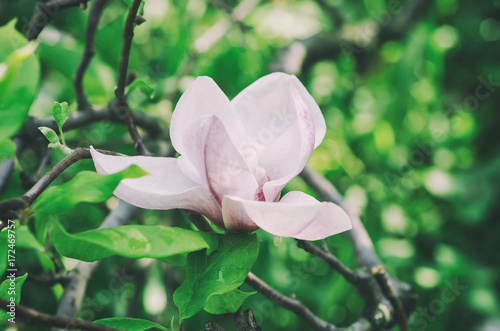 Zdjęcie XXL Kwitnąć magnoliowi biali kwiaty w wiosna czasie, retro rocznika modnisia wizerunek