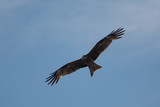 Fototapeta Tęcza - Kite flying against the blue sky
