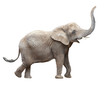Leinwandbild Motiv African elephant - Loxodonta africana female.  Animals isolated on white background.