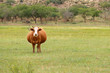 Pregnant cow in a grassland