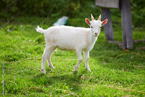 Plakat piękna biała mała koza na trawie