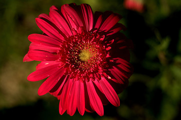 Flower macro