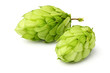 Hop close-up isolated.