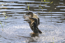 Duck Splashing In The Lake