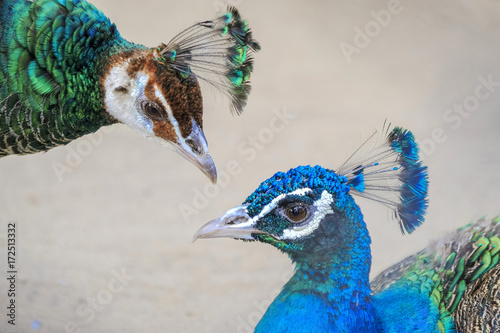 クジャクのお見合い Tableau sur Toile