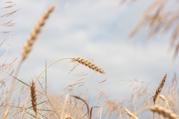 organic golden ripe ears of wheat in the field, soft focus, closeup, agriculture background.