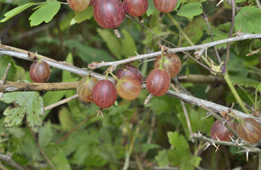 Poster - Berries of red gooseberry