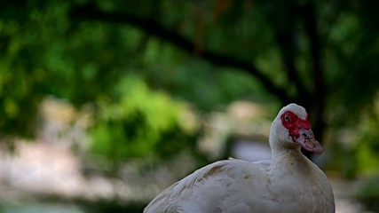 Wall Mural - muscovy duck resting on a wooden fence