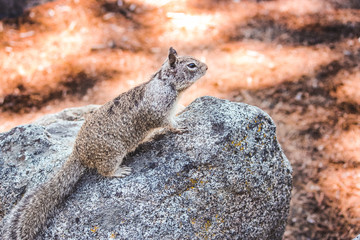 Cali Squirrel