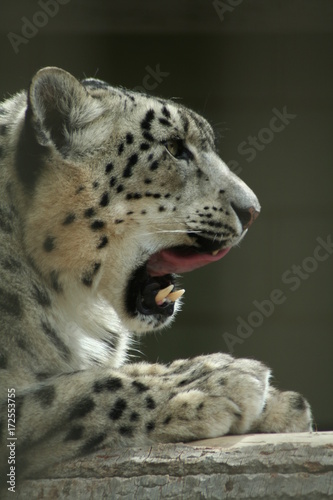 Plakat Snow Leapard