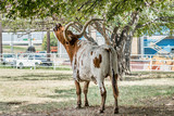 Fototapeta  - Texas Long Horns