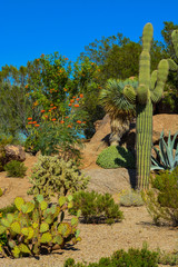 Wall Mural - Desert cactus landscape in Arizona