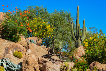 Wall Mural - Desert cactus landscape in Arizona