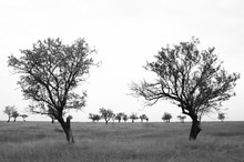 Sparse Trees In Dried Prairie
