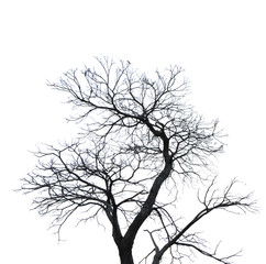 Wall Mural - Silhouette dead tree isolated on white background for scary or death with clipping path.