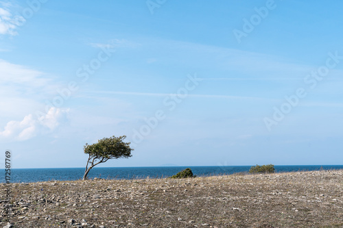 Fotografia, Obraz Windswept tree and bushes by a coastline
