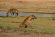 Spotted Hyena on the african plains woth anoterh in the background. Hyena looks as if he is laughing, hwange, zimbabwe