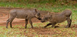 Two baby warthogs (hoglets) playing - Victoria Falls, Zimbabwe