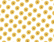 Seamless Pattern Of Fresh Yellow Daisy Flower On White Background