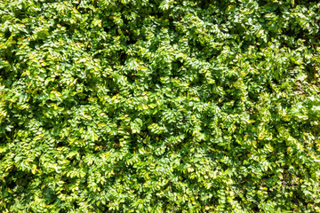 Wall Mural - Green leaves at wall background.