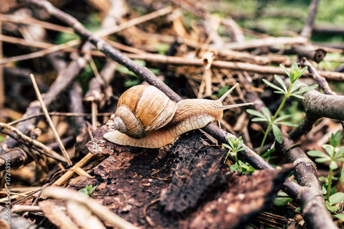 Zdjęcie XXL Fotografia mały ślimaczek w trawie