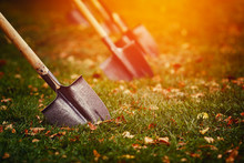 Close-up Shovel Is Stuck In A Green Lawn With Yellow Leaves. The Concept Of Laying A Lawn, Harvesting.