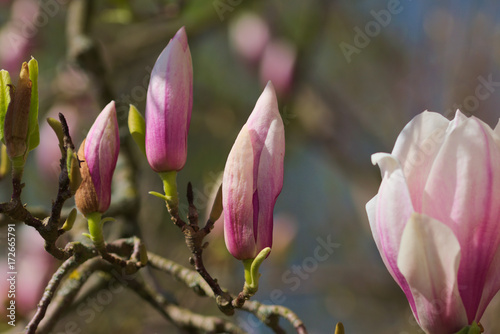 Plakat kwitnące magnolie