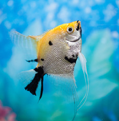 a fish floats in an aquarium at home