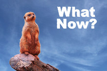 A Curious Meerkat Or Suricate (Suricata Suricatta) Looking Towards The Horizon, Standing On A Tree Branch, With A Blue Sky. “What Now?” Text On The Right Concept For Curiosity, Waiting And Expectation