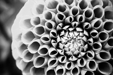 Dahlia ball fresh flower “Ivanetti” details macro photography. Photo processed to emphasize the texture and shapes of this beautiful Dahlia flower in black and white.