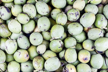 Walnuts In Green Shell