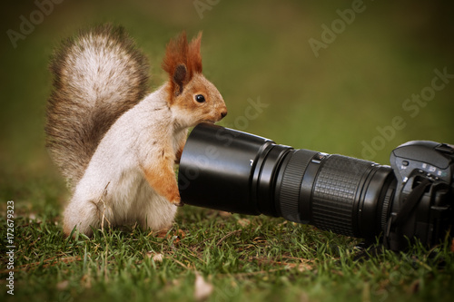 Zdjęcie XXL Wiewiórka stoi na ziemi i trzyma obiektyw aparatu.