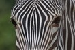 Zebra eyes