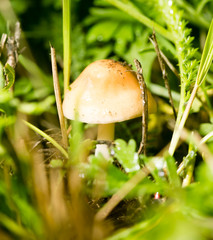 mushroom grebe in the grass