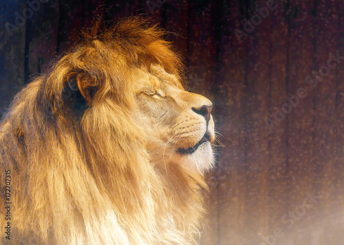 Zdjęcie XXL Piękna twarz lwa, portret profil. rozmycie tła.