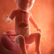 medically accurate 3d rendering of a fetus digestive system