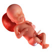 medically accurate 3d rendering of a fetus in week 23