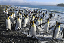 King Penguins On Beach And In Water