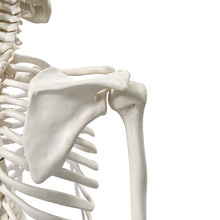 Medically Accurate 3d Rendering Of The Shoulder Bones