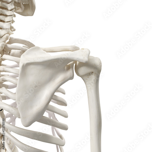 Fotomural medically accurate 3d rendering of the shoulder bones