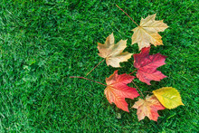 Autumn Leaf Maple On Green Grass