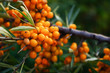branch of orange sea buckthorn berries