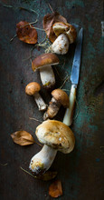 Autumn Cooking  Background;  Seasoning Forest Organic Porcini Mushroom;