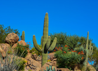 Wall Mural - Desert cactus landscape in Arizona